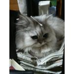 userPhoto