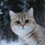 おせうゆ