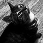 userPhoto