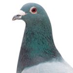 ユーザー画像