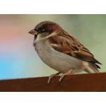 SPATZ