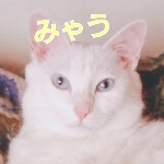 みゃう_myau