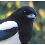miwi