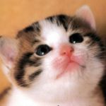 ふわふわP