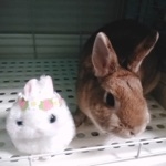 うさぎ