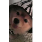 わんパクト！！