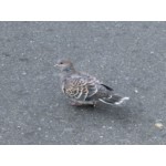 こな