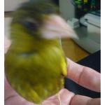 鳥頭