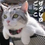 noen_iOS