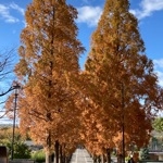 userPhoto