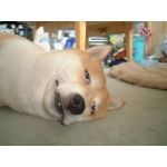 リヒト