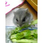 ゆあゆあん