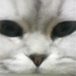 がっちゃん