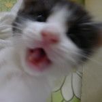みーたん