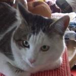 ねこまっしぶ