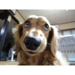appi