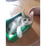 地蔵の嫁