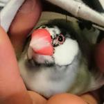ゆた