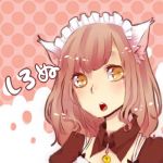 白ネコ