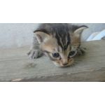 ちくわ猫