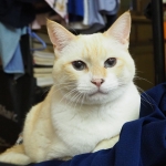 こばやしぱせり