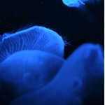 海月