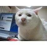 しかくっと