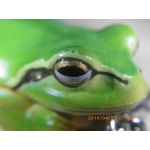 たくあん
