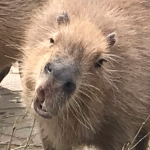 カピバラ