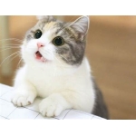 梅猫