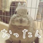 おったん
