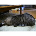 るみ猫