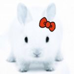 きゃん