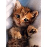 †沙羅†