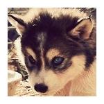 Husky