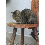 かふか