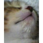 くれぽん