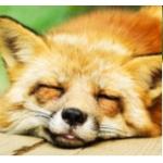 ひろけん