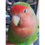 はあち