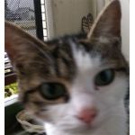 ねこつん