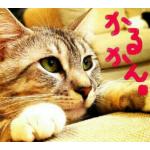 ぬこさん