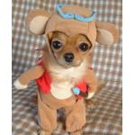 わんこ