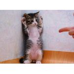 もっぷん