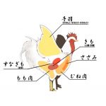 フナムシ