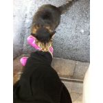 しゅたろ