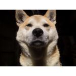 いえもん