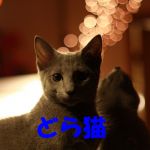 どら猫