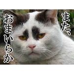 どぼん
