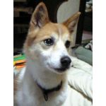 ガァホ