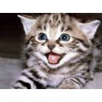 !Cat